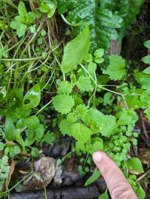 Western nettle(Hesperocnide tenella)