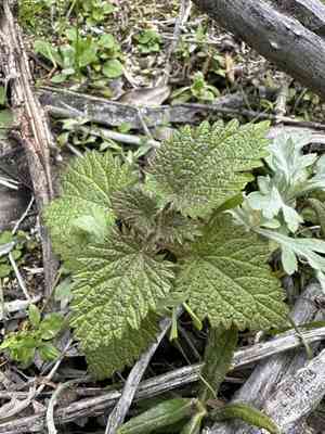 Western nettle(Hesperocnide tenella)