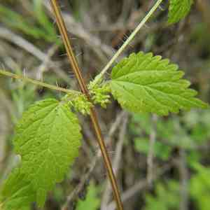 Western nettle(Hesperocnide tenella)