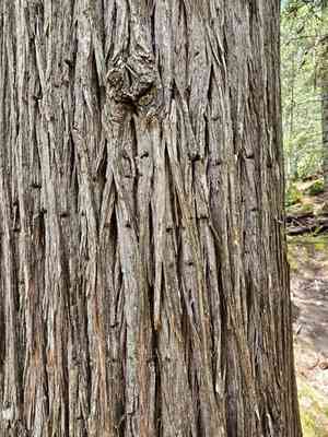 Hesperocyparis lusitanica(Hesperocyparis lusitanica)