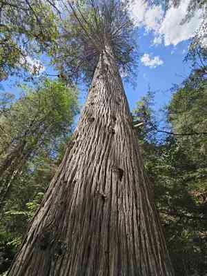 Hesperocyparis lusitanica(Hesperocyparis lusitanica)