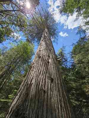 Hesperocyparis lusitanica(Hesperocyparis lusitanica)