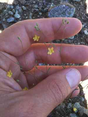 Brewer's dwarf-flax(Hesperolinon breweri)