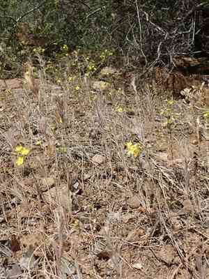 Brewer's dwarf-flax(Hesperolinon breweri)