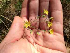 Brewer's dwarf-flax(Hesperolinon breweri)