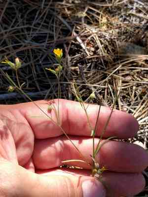 Brewer's dwarf-flax(Hesperolinon breweri)