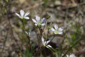 California dwarf flax(Hesperolinon californicum)