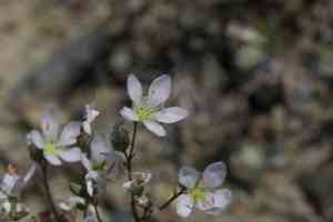 California dwarf flax(Hesperolinon californicum)