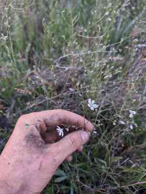 California dwarf flax(Hesperolinon californicum)