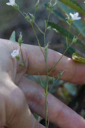 California dwarf flax(Hesperolinon californicum)