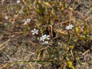 Marin dwarf-flax(Hesperolinon congestum)