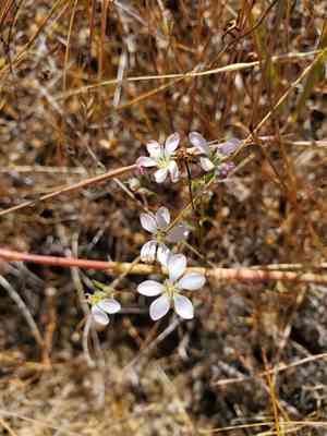 Marin dwarf-flax(Hesperolinon congestum)