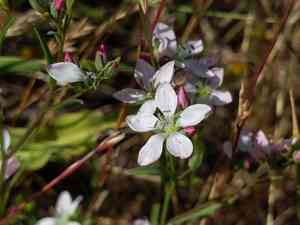 Marin dwarf-flax(Hesperolinon congestum)
