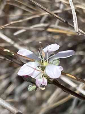 Marin dwarf-flax(Hesperolinon congestum)