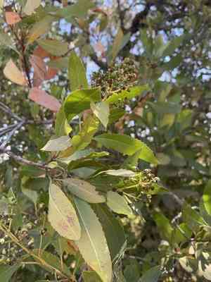 Toyon(Heteromeles arbutifolia)