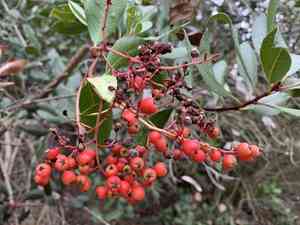 Toyon(Heteromeles arbutifolia)