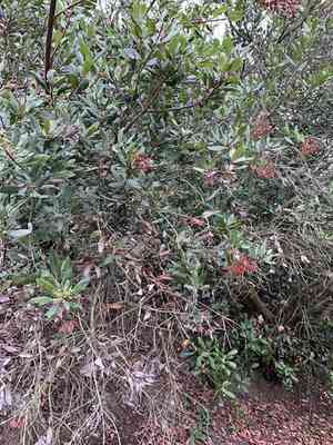Toyon(Heteromeles arbutifolia)