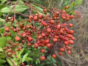Toyon(Heteromeles arbutifolia)