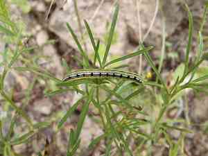 Wingpetal(Heterosperma pinnatum)