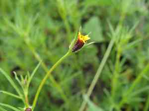 Wingpetal(Heterosperma pinnatum)