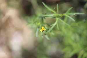 Wingpetal(Heterosperma pinnatum)