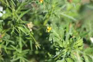 Wingpetal(Heterosperma pinnatum)