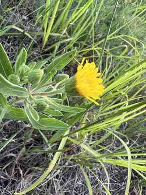 Lemonyellow false goldenaster(Heterotheca camporum)