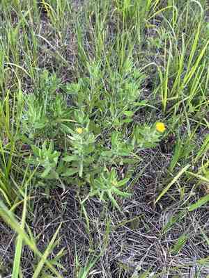 Lemonyellow false goldenaster(Heterotheca camporum)