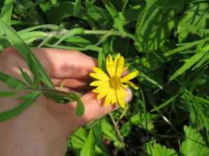 Lemonyellow false goldenaster(Heterotheca camporum)