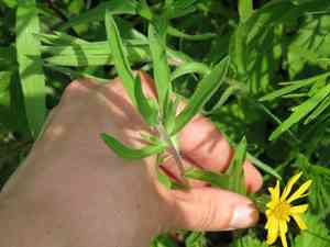 Lemonyellow false goldenaster(Heterotheca camporum)