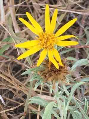 Hoary false goldenaster(Heterotheca canescens)