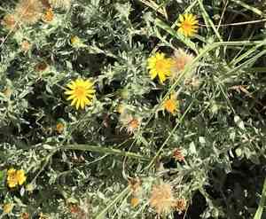 Hoary false goldenaster(Heterotheca canescens)