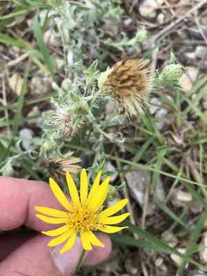 Hoary false goldenaster(Heterotheca canescens)