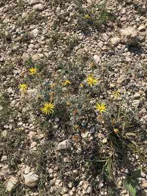 Hoary false goldenaster(Heterotheca canescens)