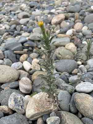 Oregon false goldenaster(Heterotheca oregona)