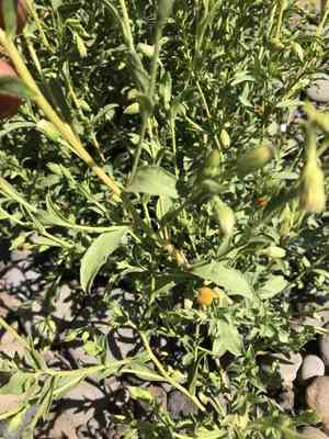 Oregon false goldenaster(Heterotheca oregona)