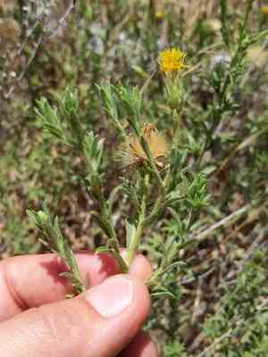 Oregon false goldenaster(Heterotheca oregona)