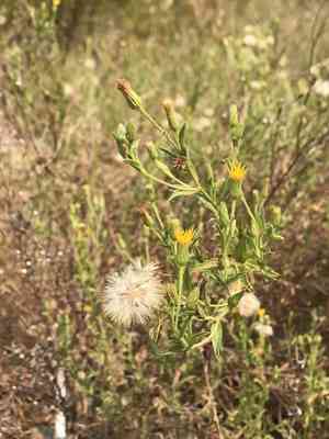 Oregon false goldenaster(Heterotheca oregona)