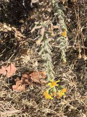 Sessileflower false goldenaster(Heterotheca sessiliflora)