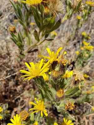 Sessileflower false goldenaster(Heterotheca sessiliflora)