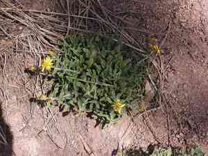 Hairy false goldenaster(Heterotheca villosa)