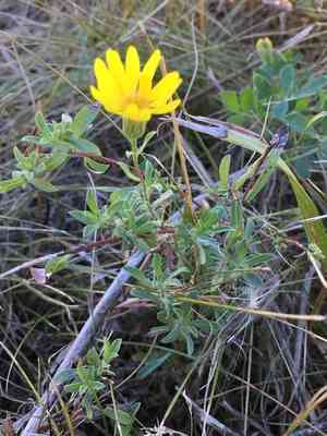 Hairy false goldenaster(Heterotheca villosa)