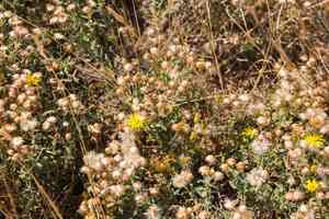 Hairy false goldenaster(Heterotheca villosa)