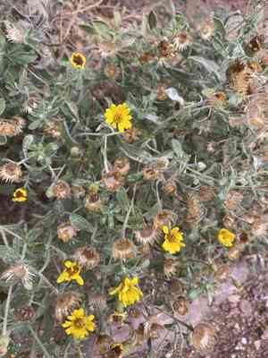 Hairy false goldenaster(Heterotheca villosa)
