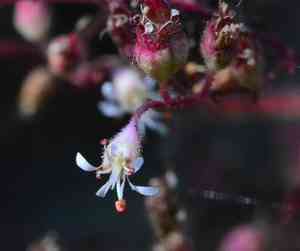 Crevice alumroot(Heuchera micrantha)