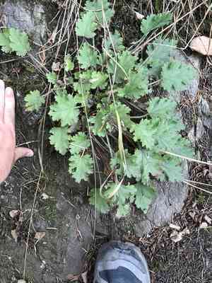 Crevice alumroot(Heuchera micrantha)
