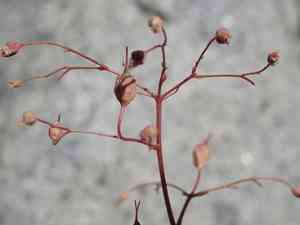 Crevice alumroot(Heuchera micrantha)