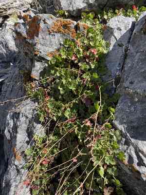 Pink alumroot(Heuchera rubescens)
