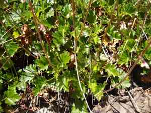 Pink alumroot(Heuchera rubescens)