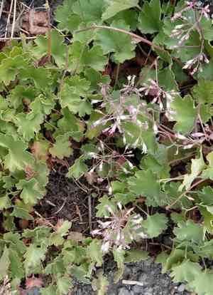 Pink alumroot(Heuchera rubescens)
